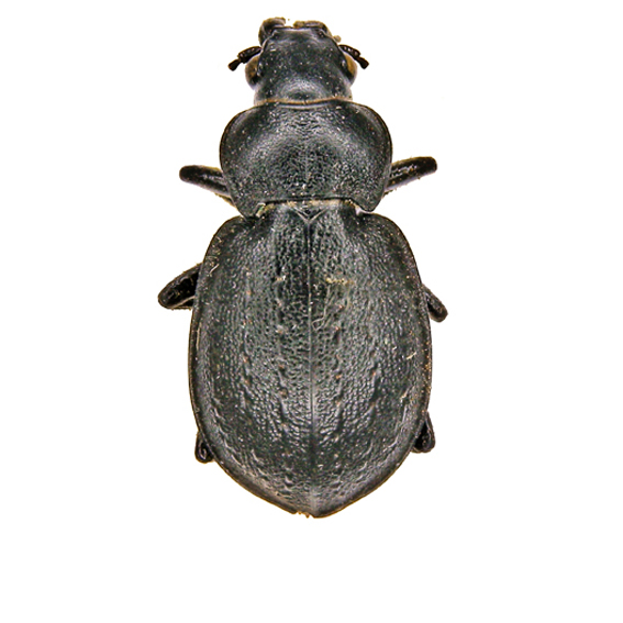 http://insects.oeb.harvard.edu/MCZ/