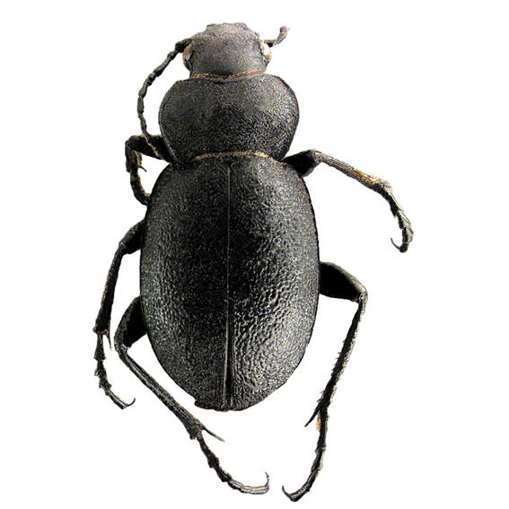 http://insects.oeb.harvard.edu/MCZ/