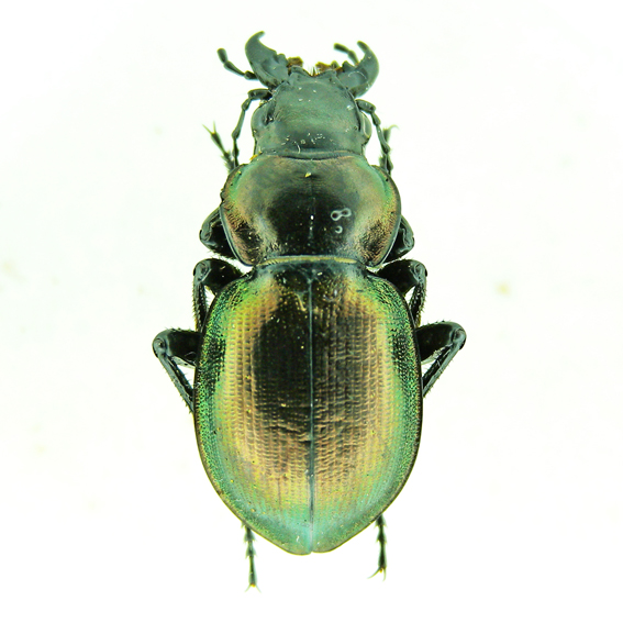 Callisthenes_kushakewitchi_pla