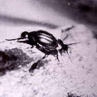 Calosoma (Orinodromus) gestroi refugee under water
